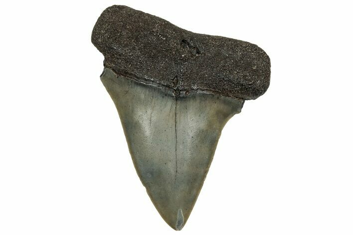 Fossil Broad-Toothed Mako Tooth - South Carolina #328965